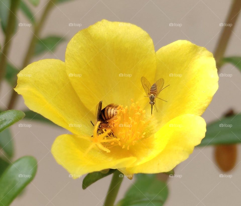Bee