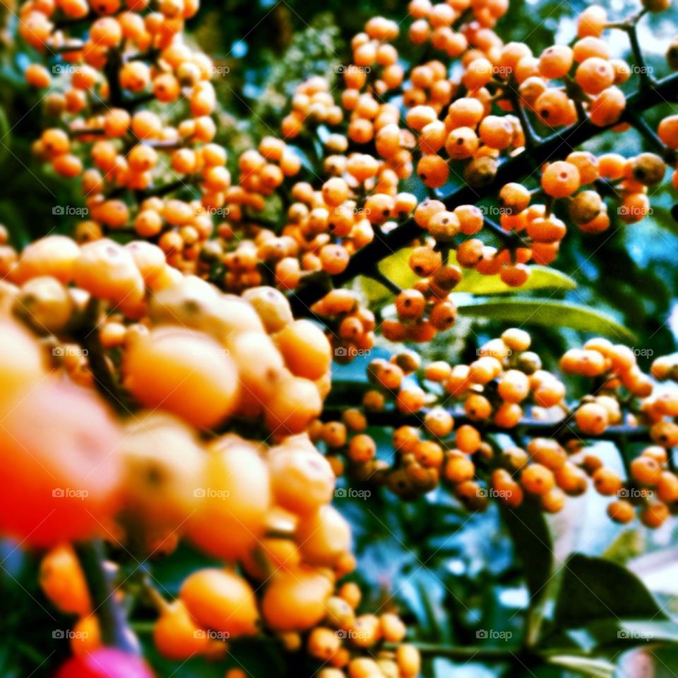 plants flora nature juice by guilherme.degani