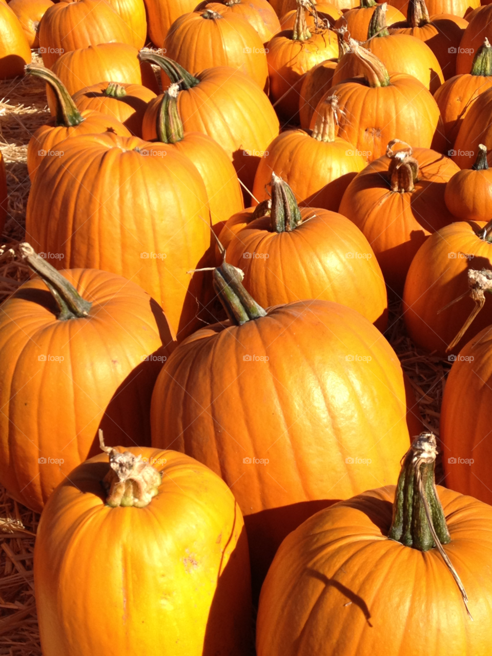 october orange fall autumn by threeboydad