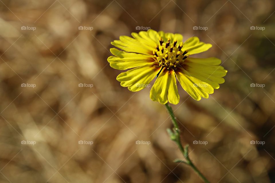 Nature's roadside Beauty