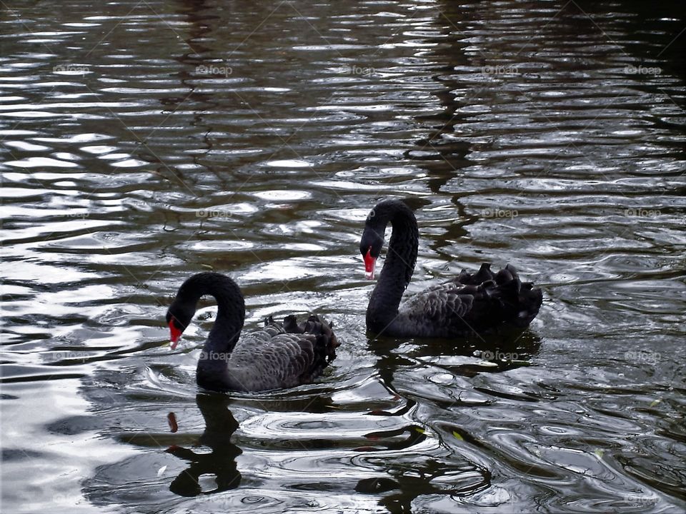 Black swans on the lake / Cisnes negros no lago