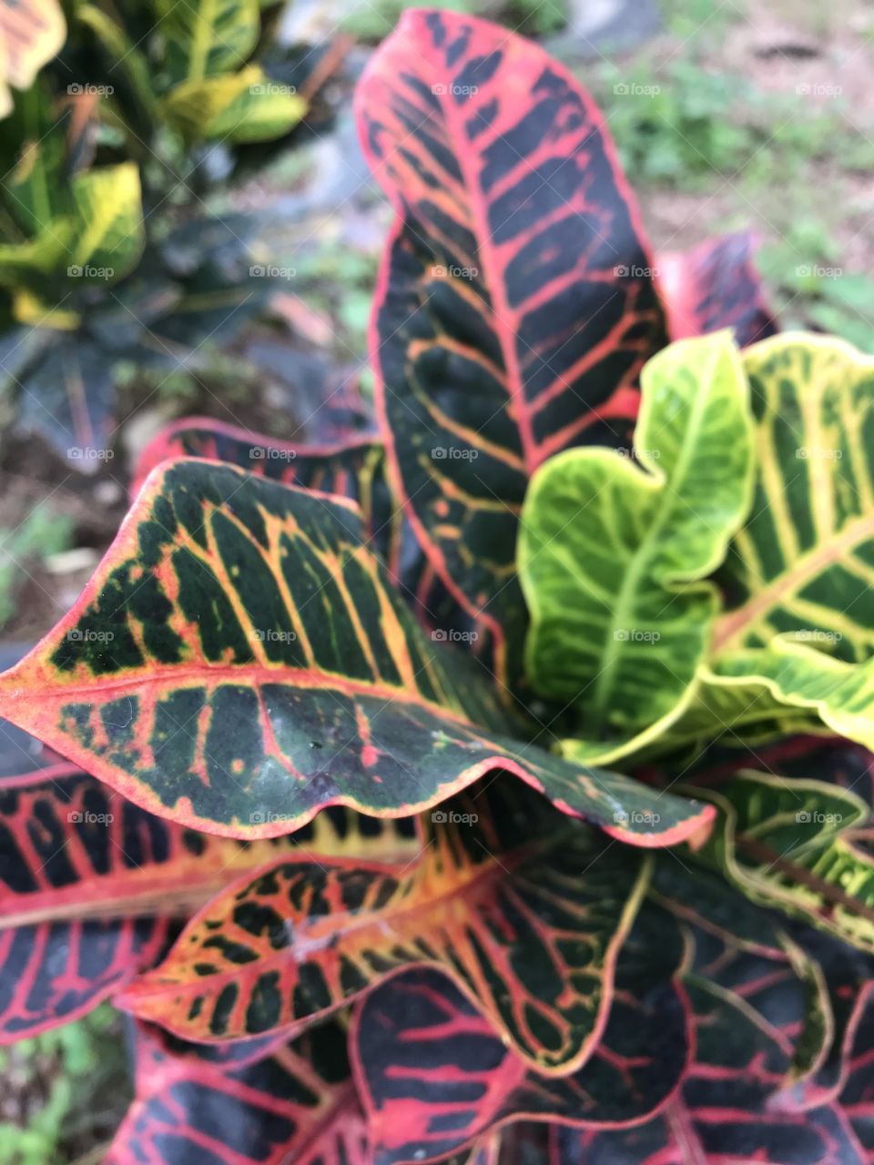 This crisp leafed plant showcases the beauty of nature featuring rainbow colours contrasted by the dark greens in this humble garden located in Honduras.