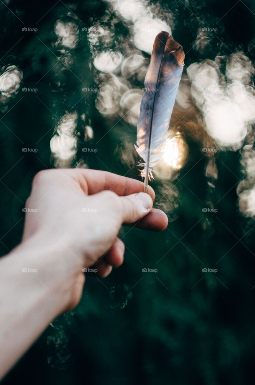 Feather Sunset Bokeh