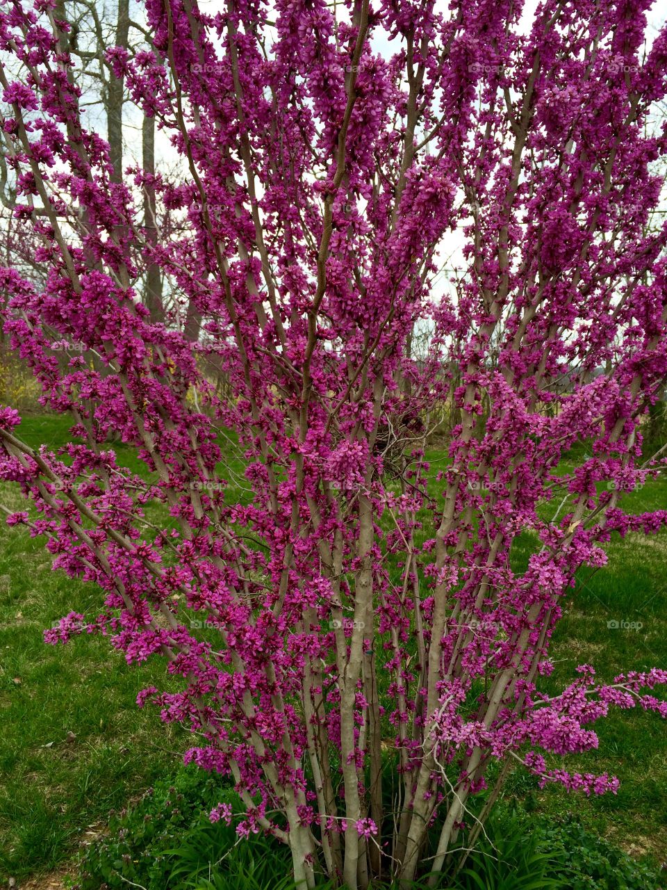 Red Bud Plant 