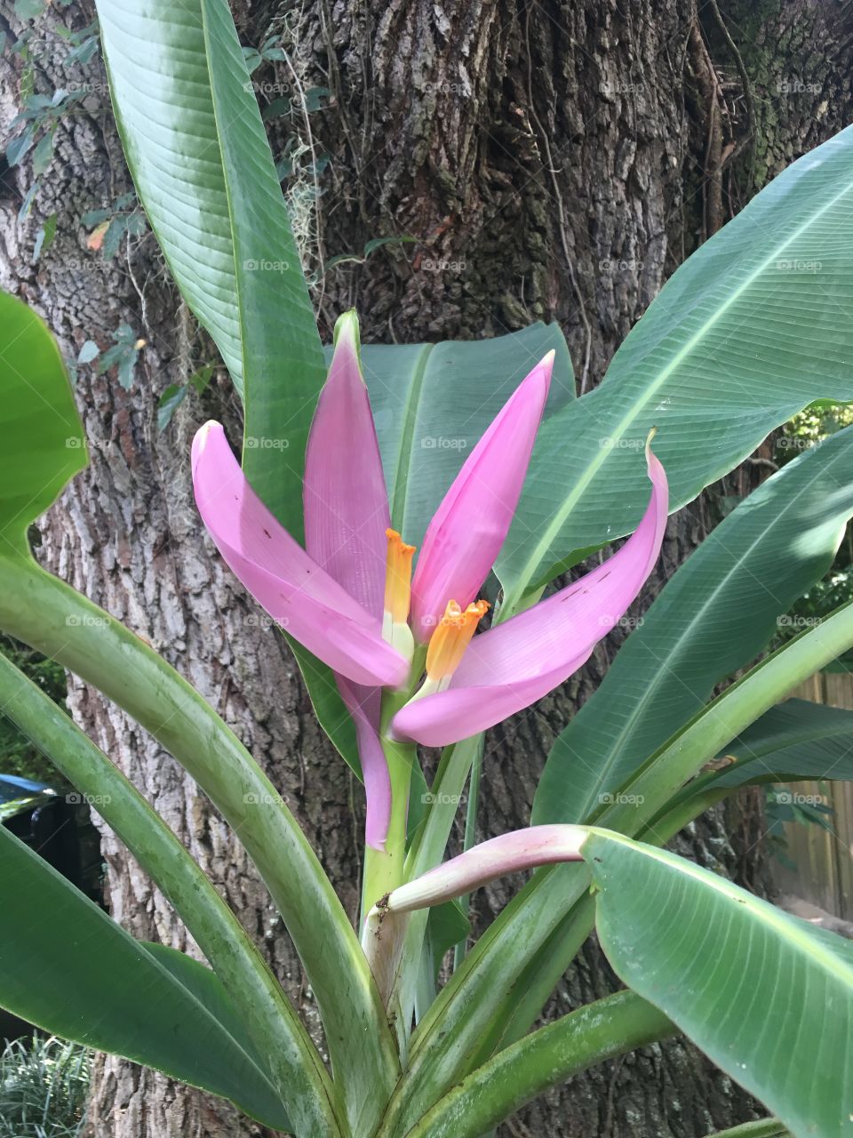Banana Plant Bloom