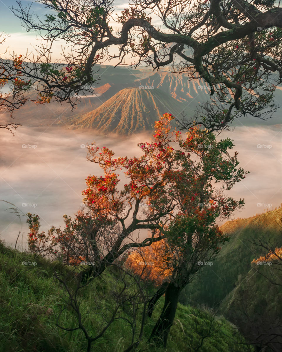 misty morning in bromo mountain