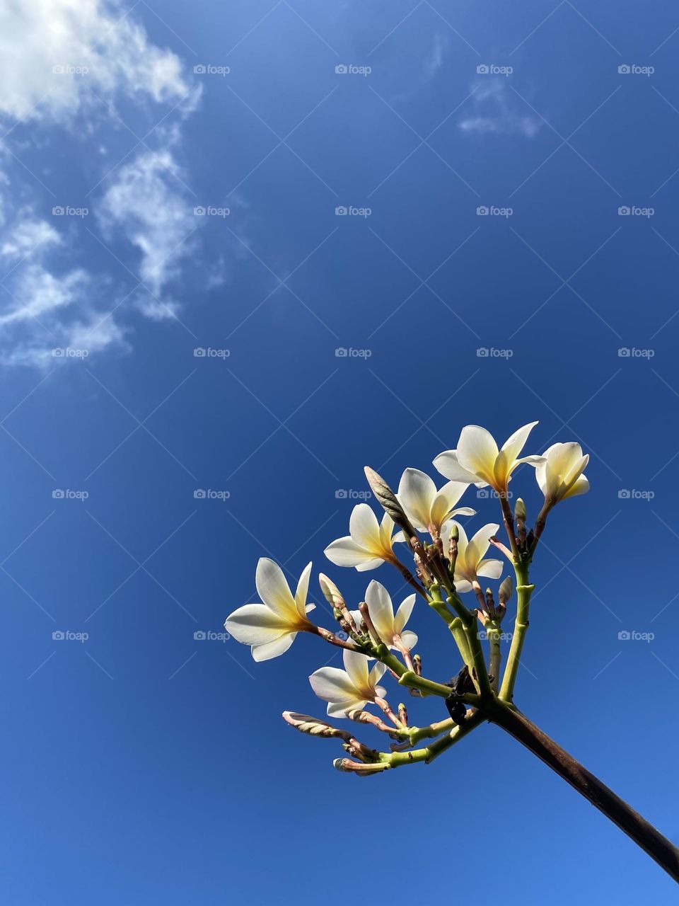 Blue sky and beautiful flowers 