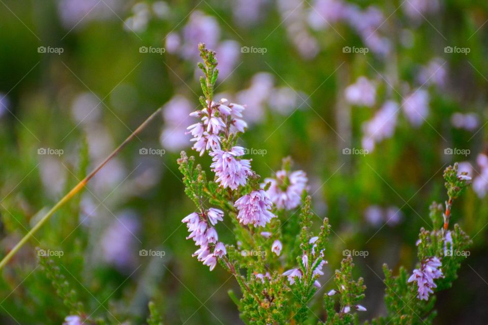 "Heather (Calluna vulgaris)"