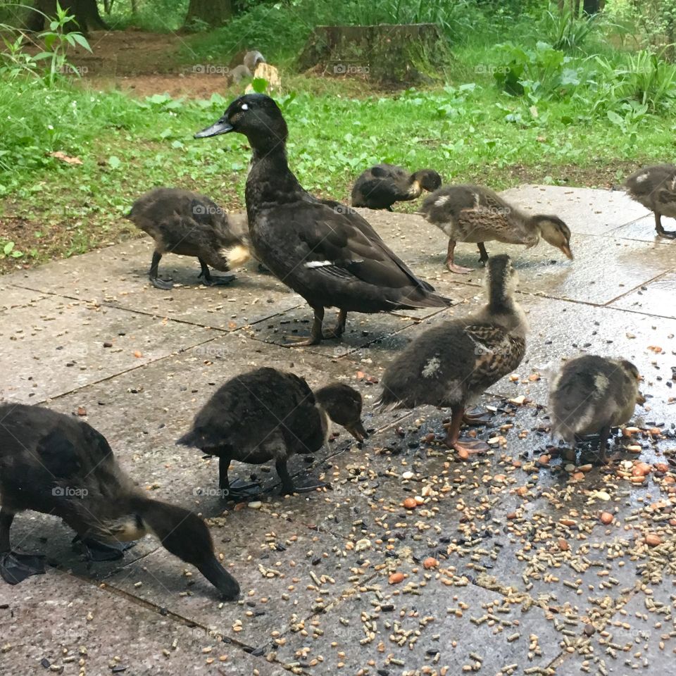Proud mummy duck and ducklings eating bird seed