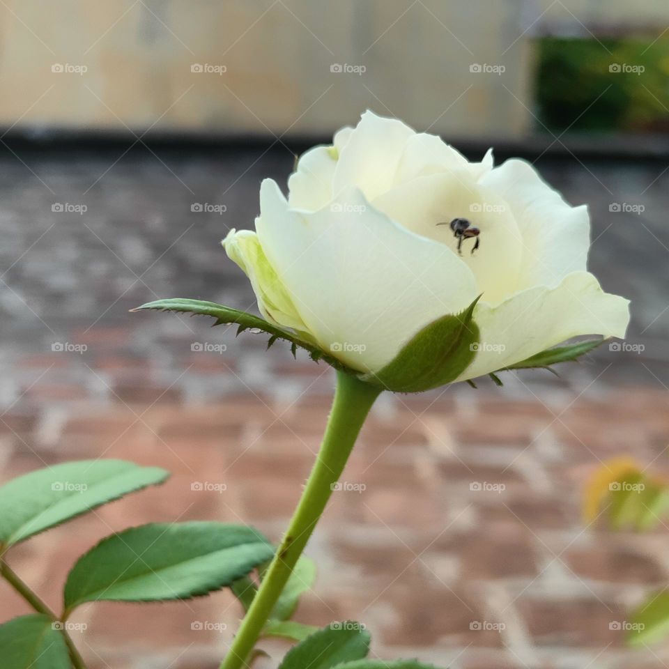 white rose