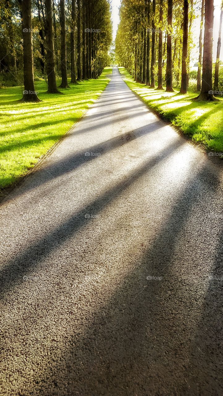 Trees. Forest