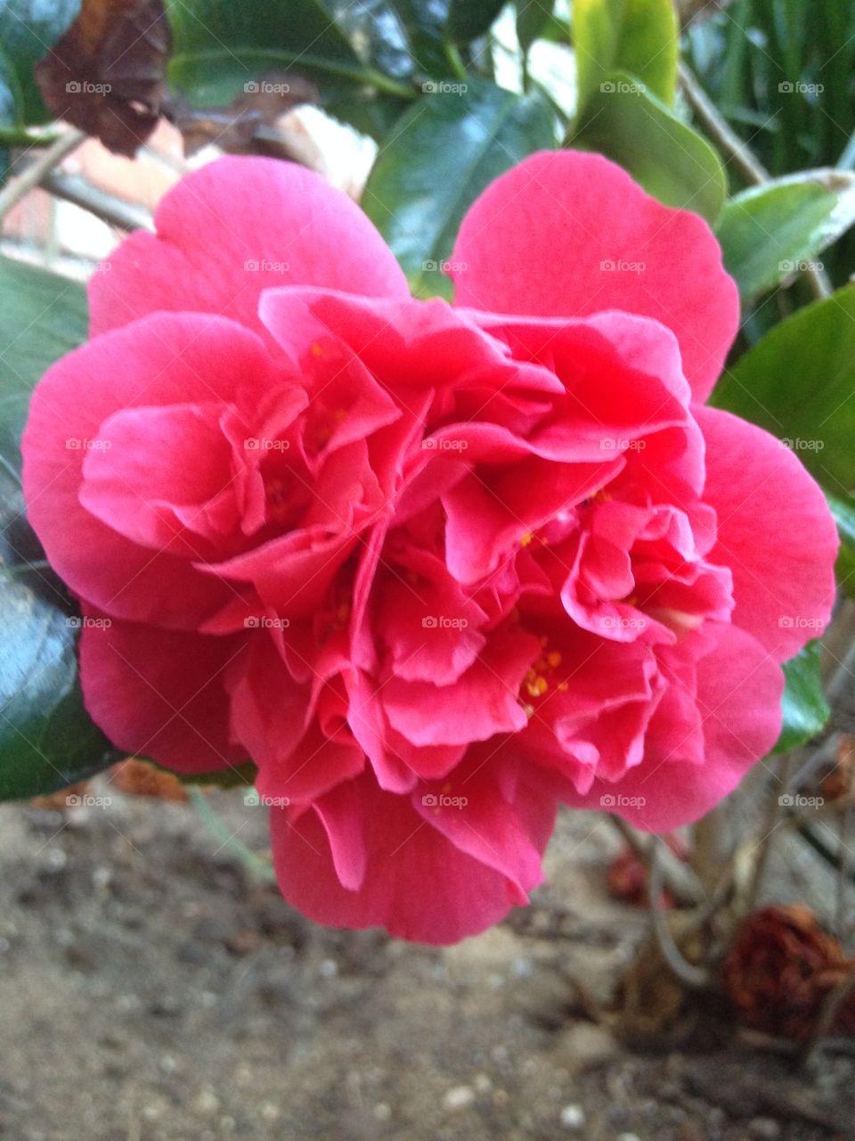Flower