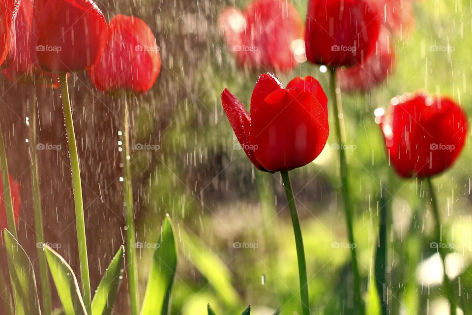 Tulpen im Regen