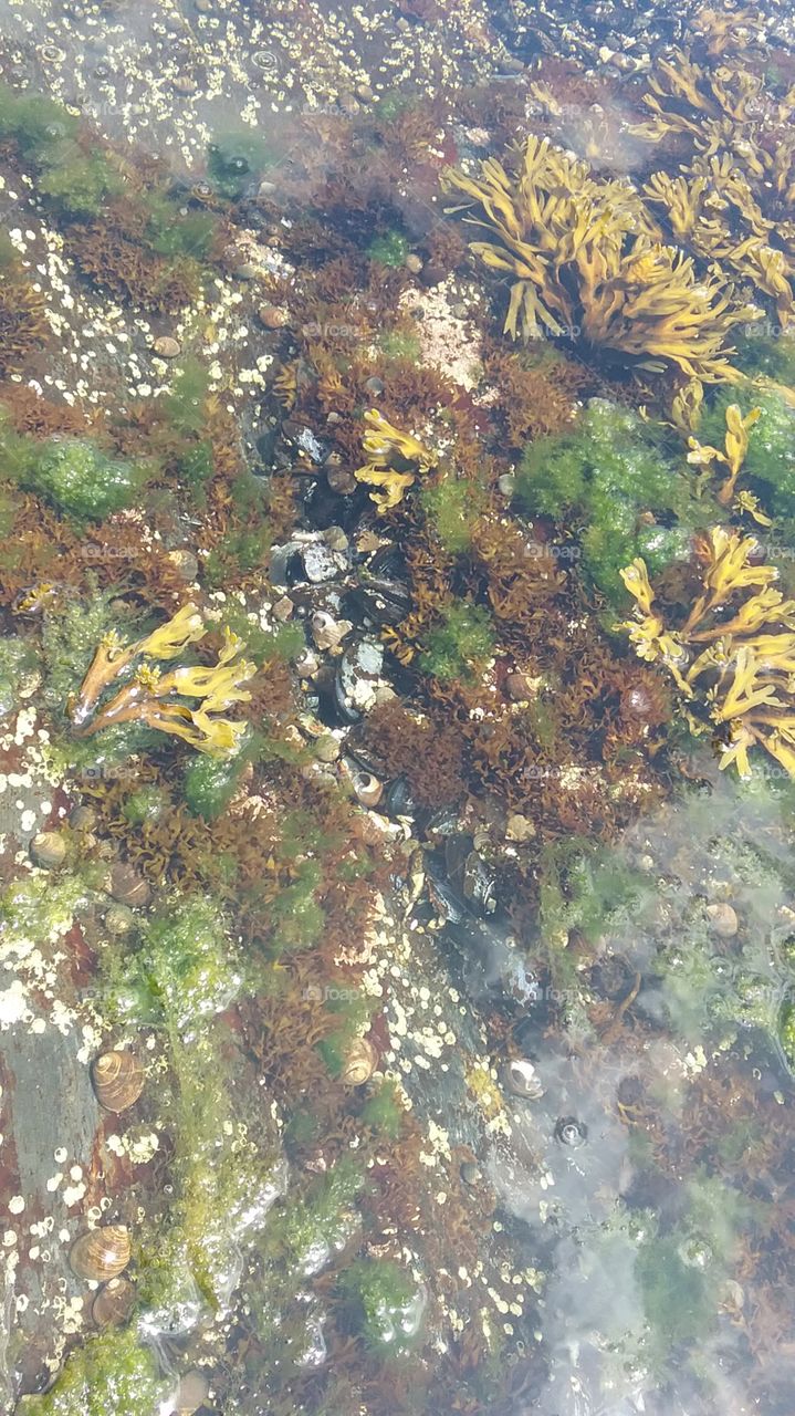 Costal Micro Ecosystem - found on the rock cliffs of Portland,  Main