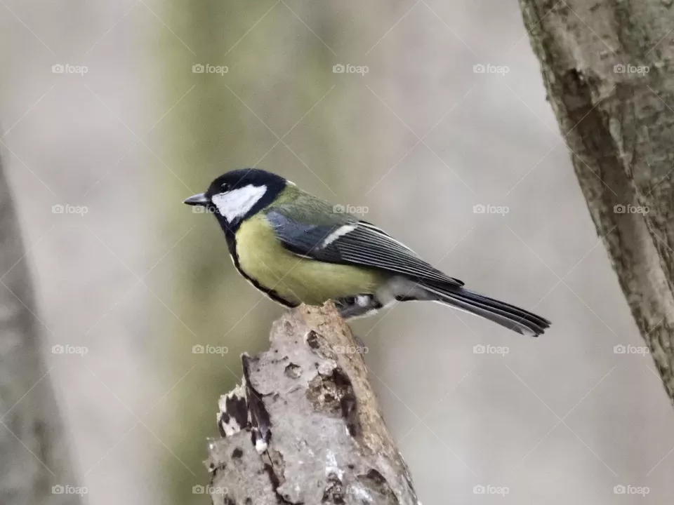 Tit
