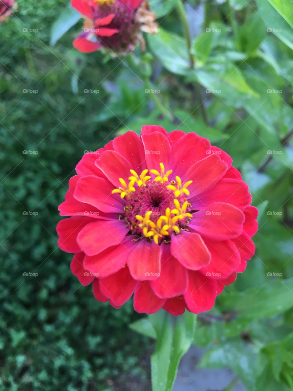 Pink and red Zinnia