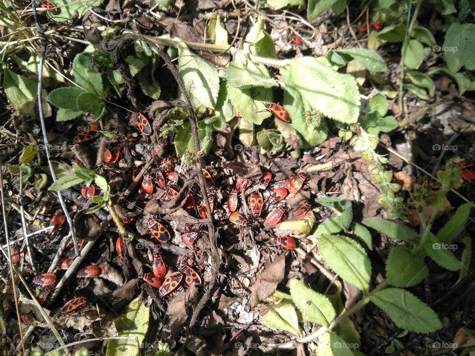 orange beetles on a earth background summer time