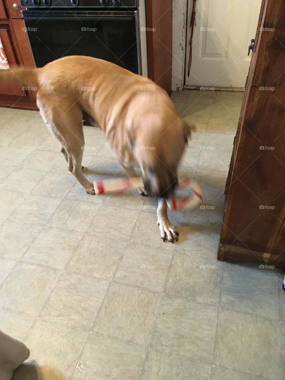 Bear Bear my big yellow mastiff is pushing around his rawhide candy cane trying to pick it up