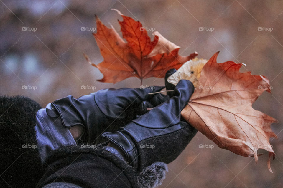 Brown leaves in the hands