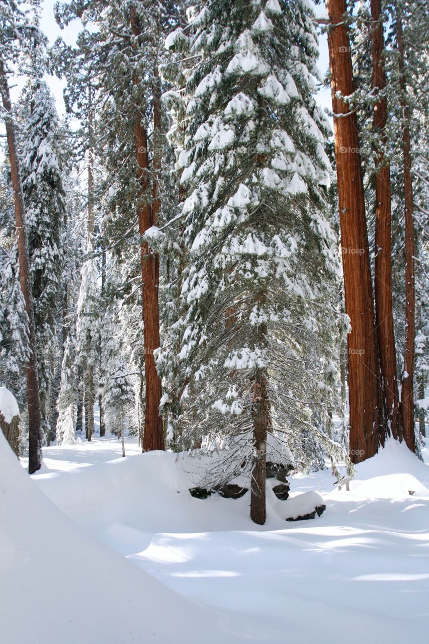 Winter in sequoia park 