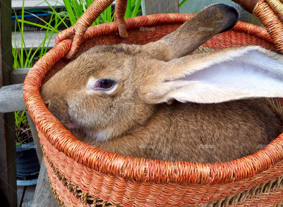 Close-up of a rabbit inside basket