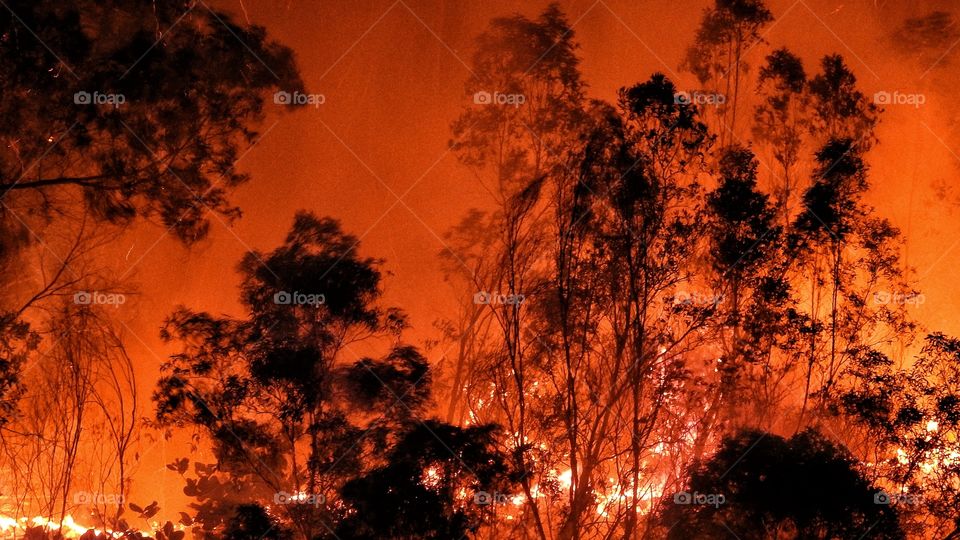 Forest Fire