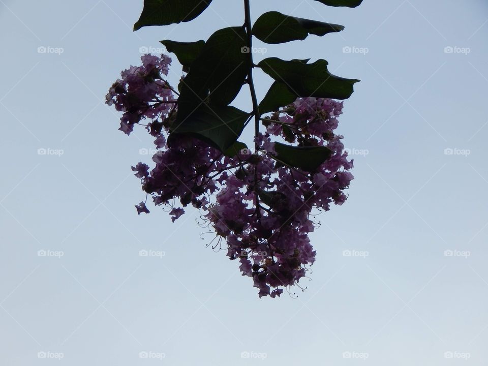 Nature’s Scenery, Purple Flowers in the Sky