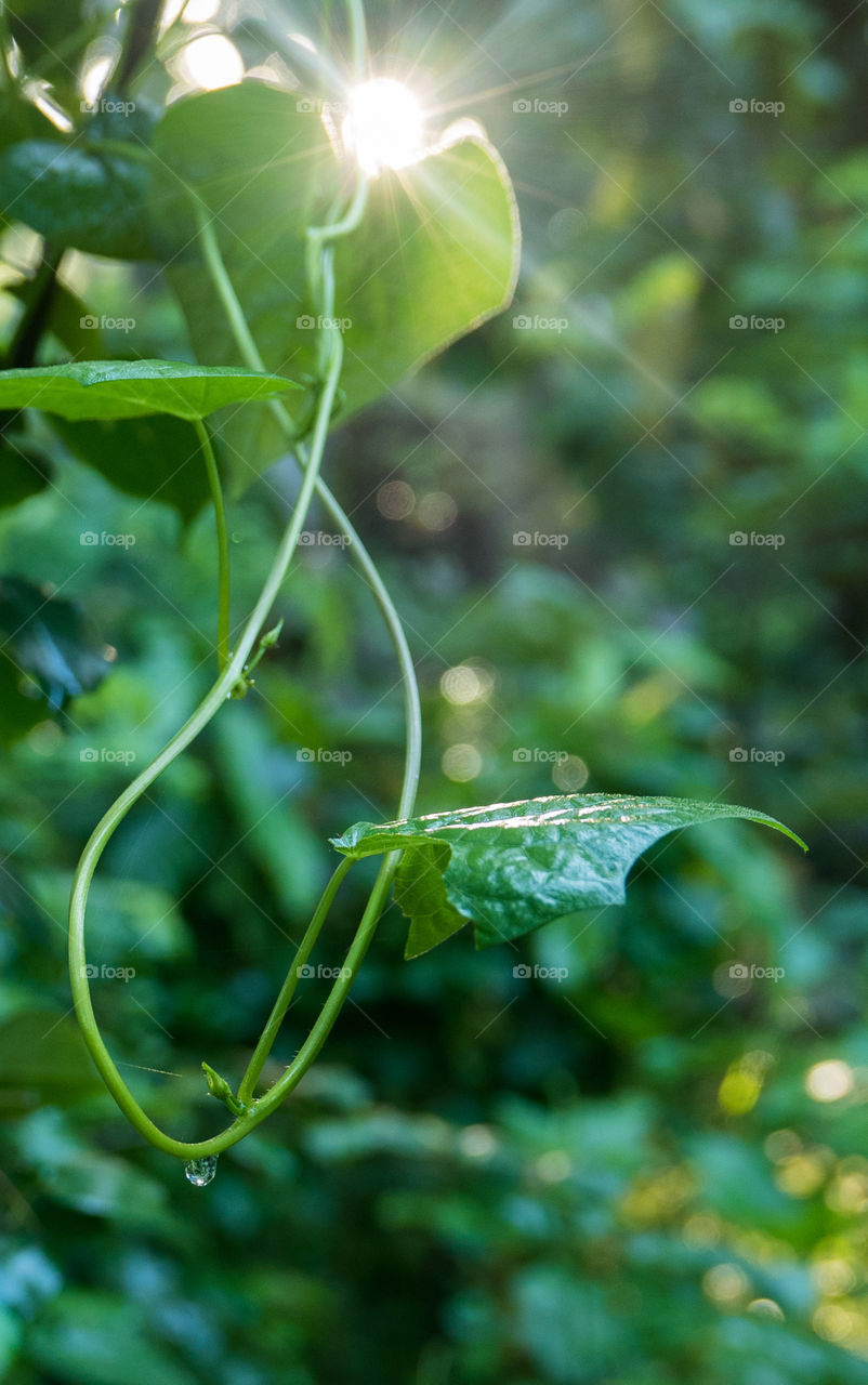 Close-up of creeper