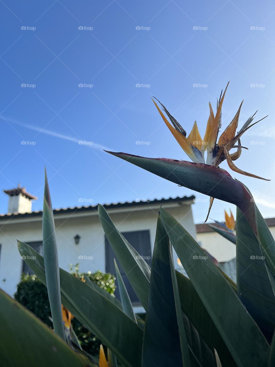 Bird-of-paradise-flower