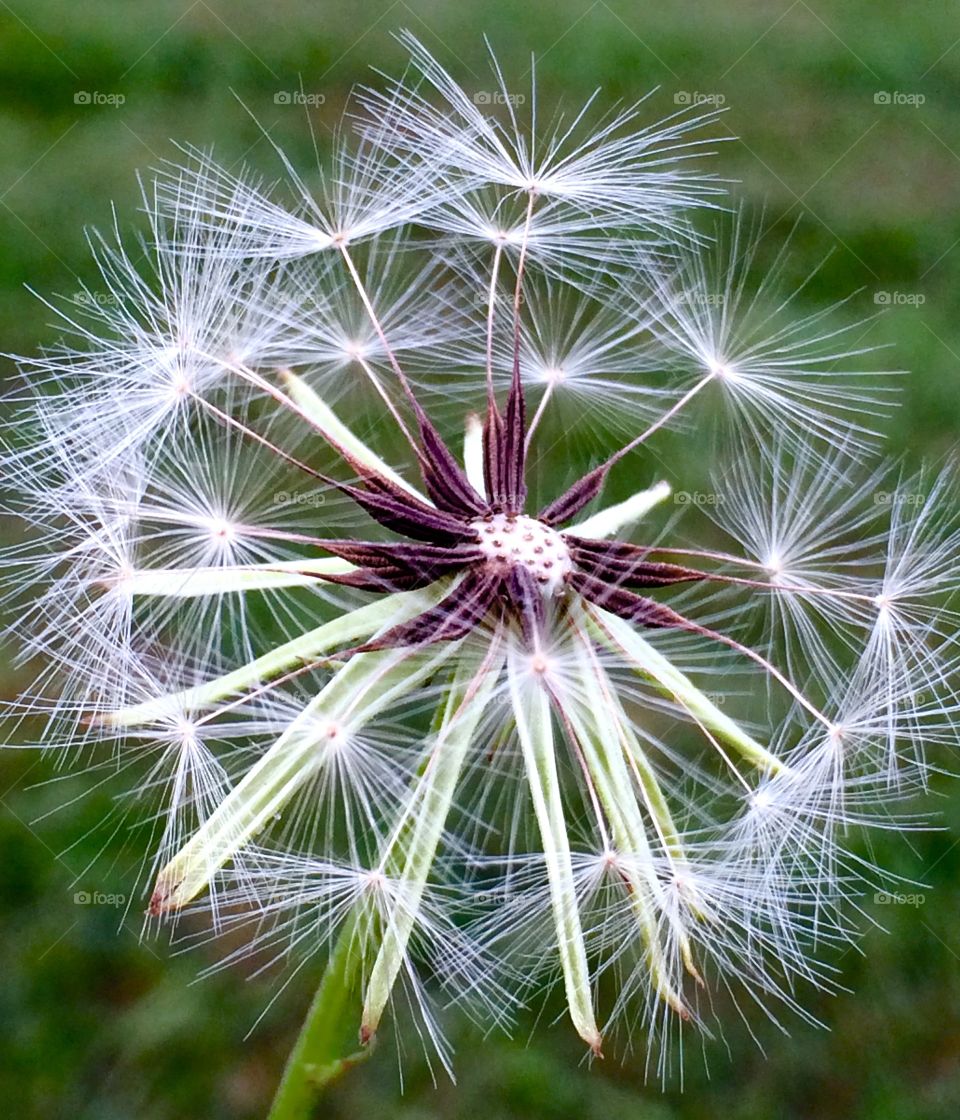 dandelion