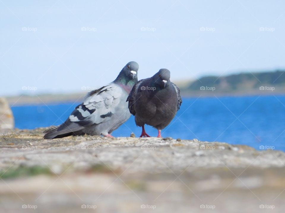 Pigeons in anstruther, scotland 