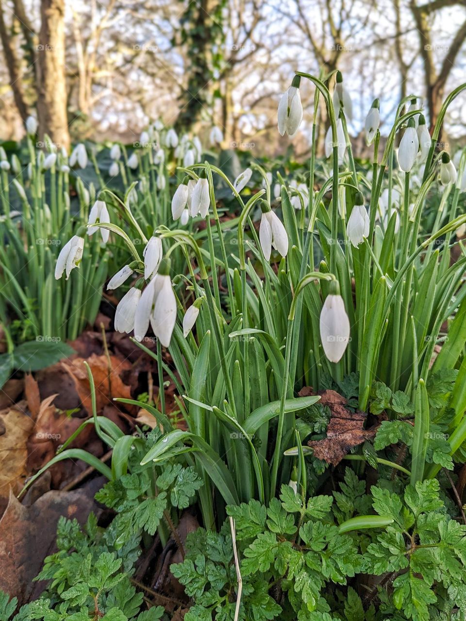 snowdrops