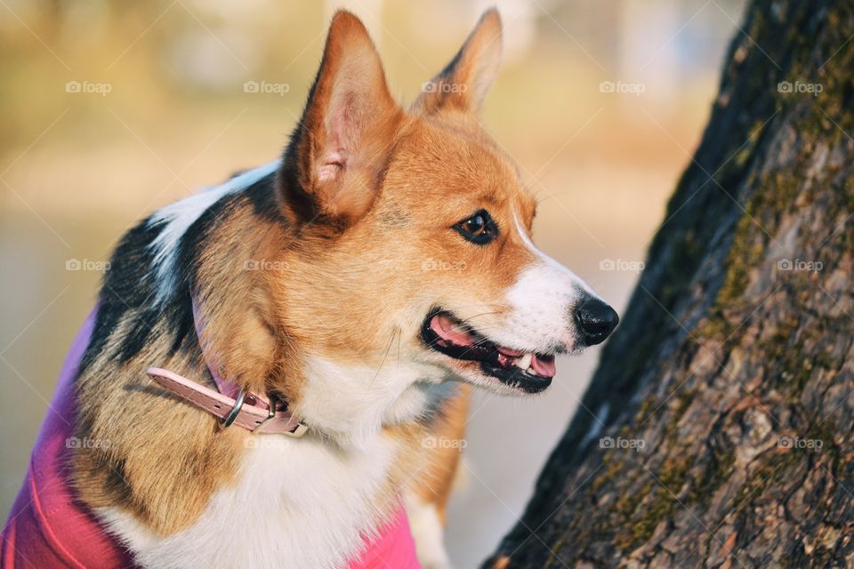 Cute corgi portrait