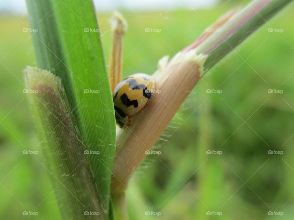 ladybug