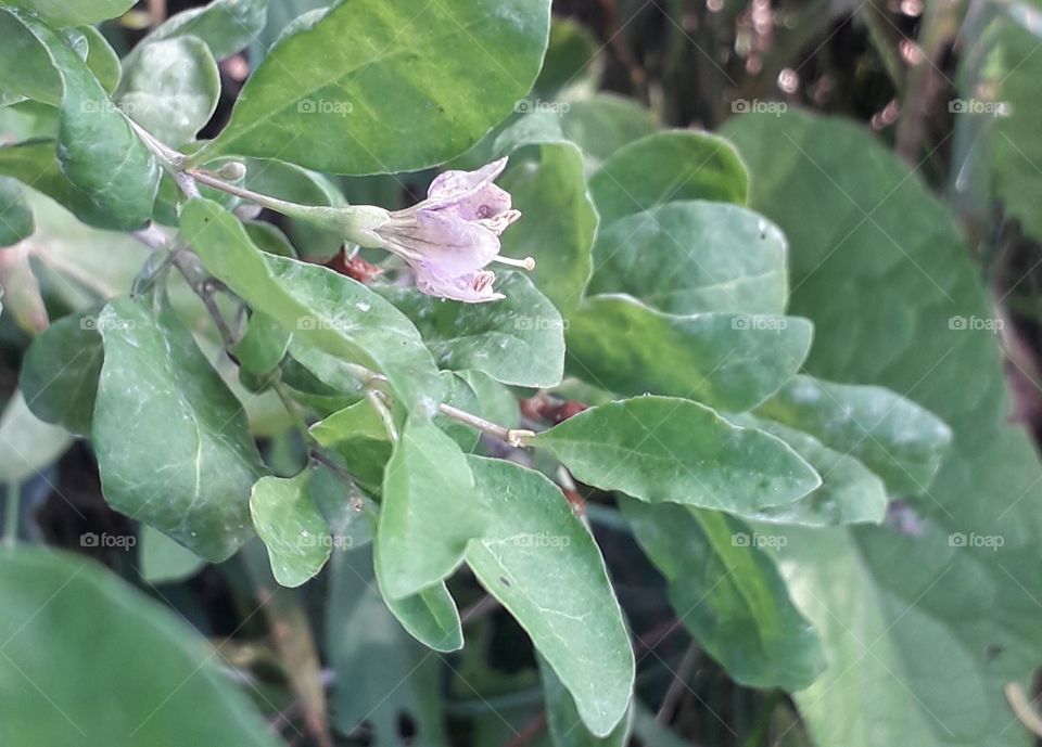 tiny pink goji flower among big green leaves