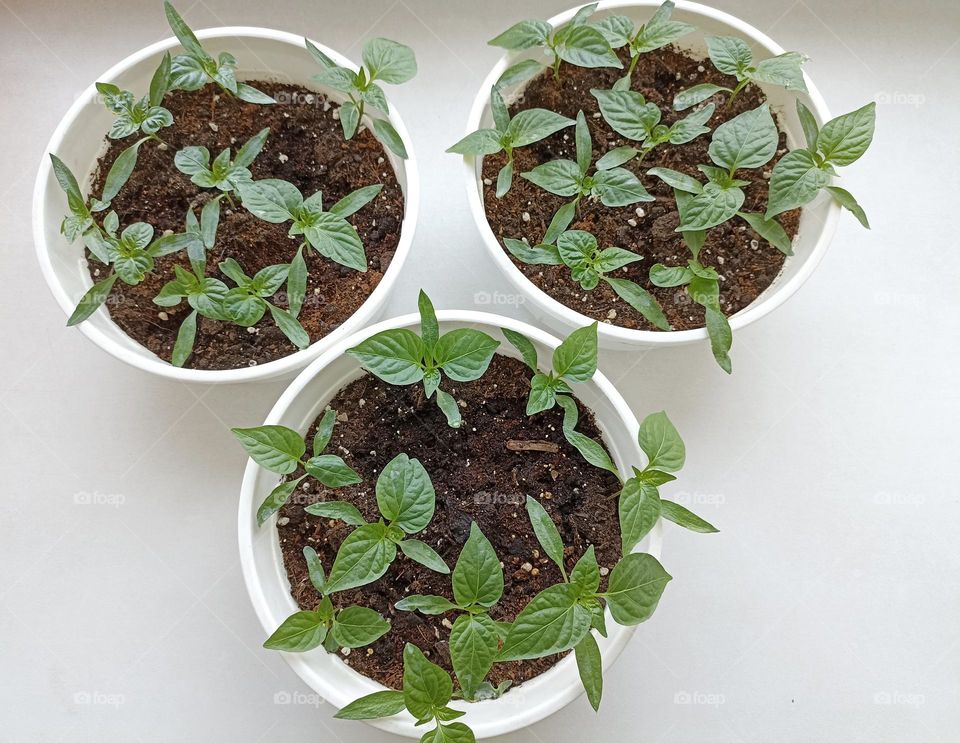 green spring sprouts in round pots