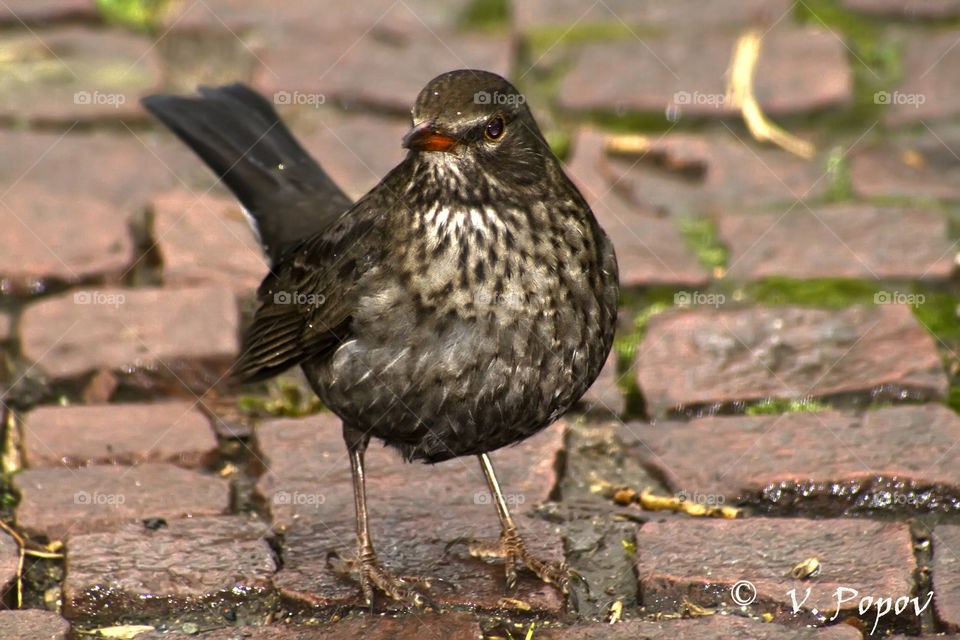 Blsckbird (Turdus merula)