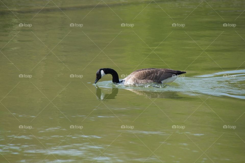 duck on the water