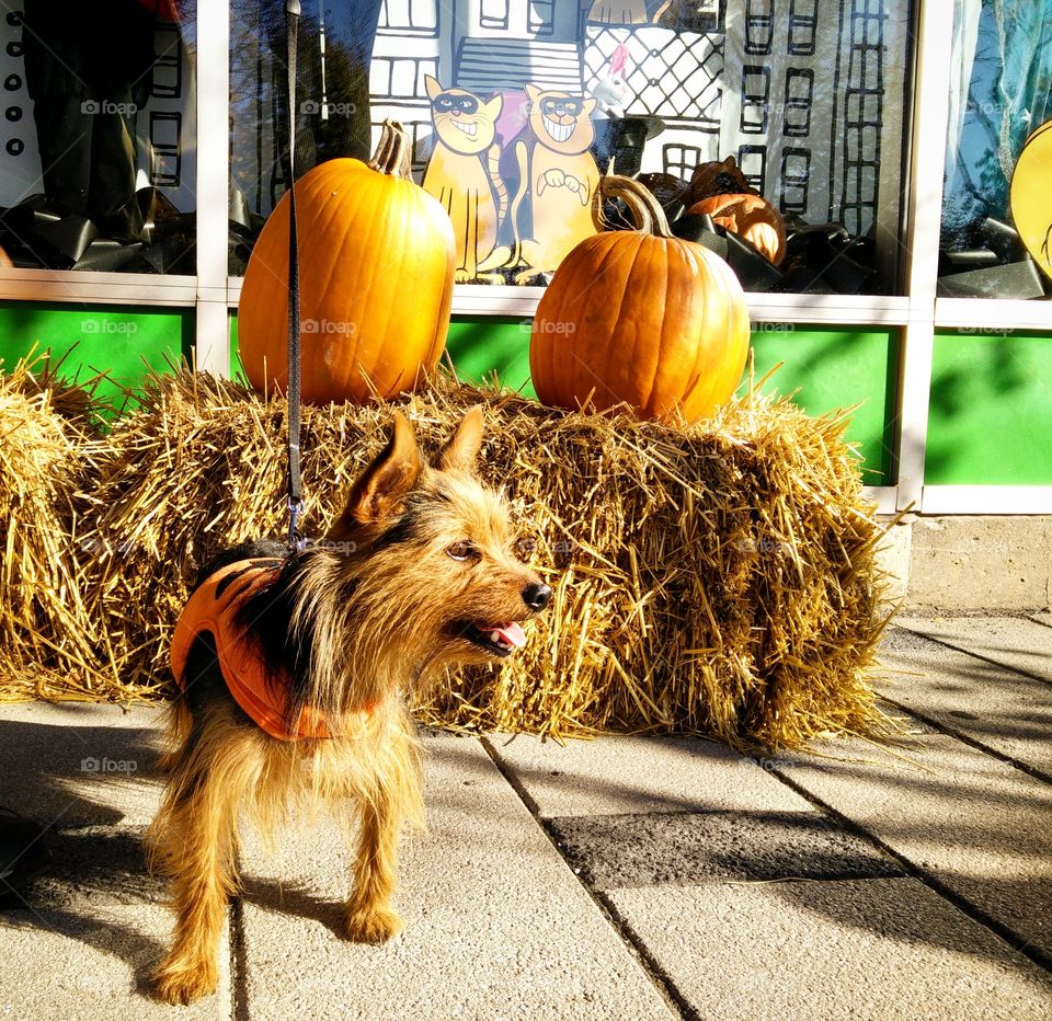 Fall with a Yorkie