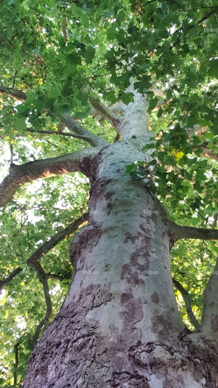 Summer time tree trunk with green leaves