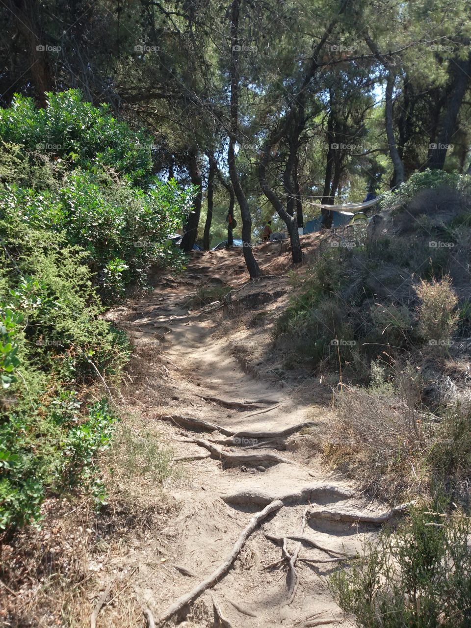 Path for walk in the forest