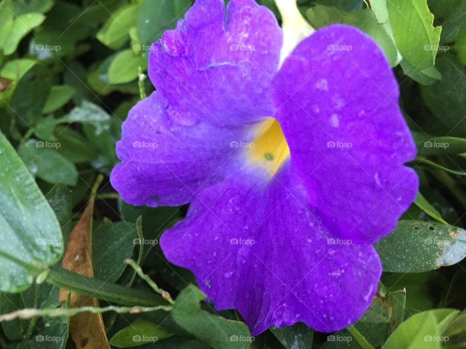 Pretty Purple Flower