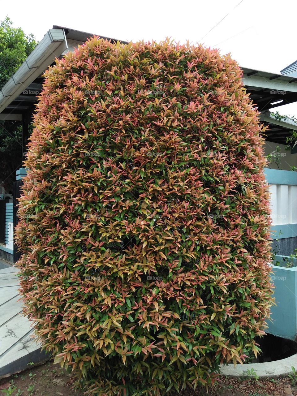 Big tree of Pucuk merah