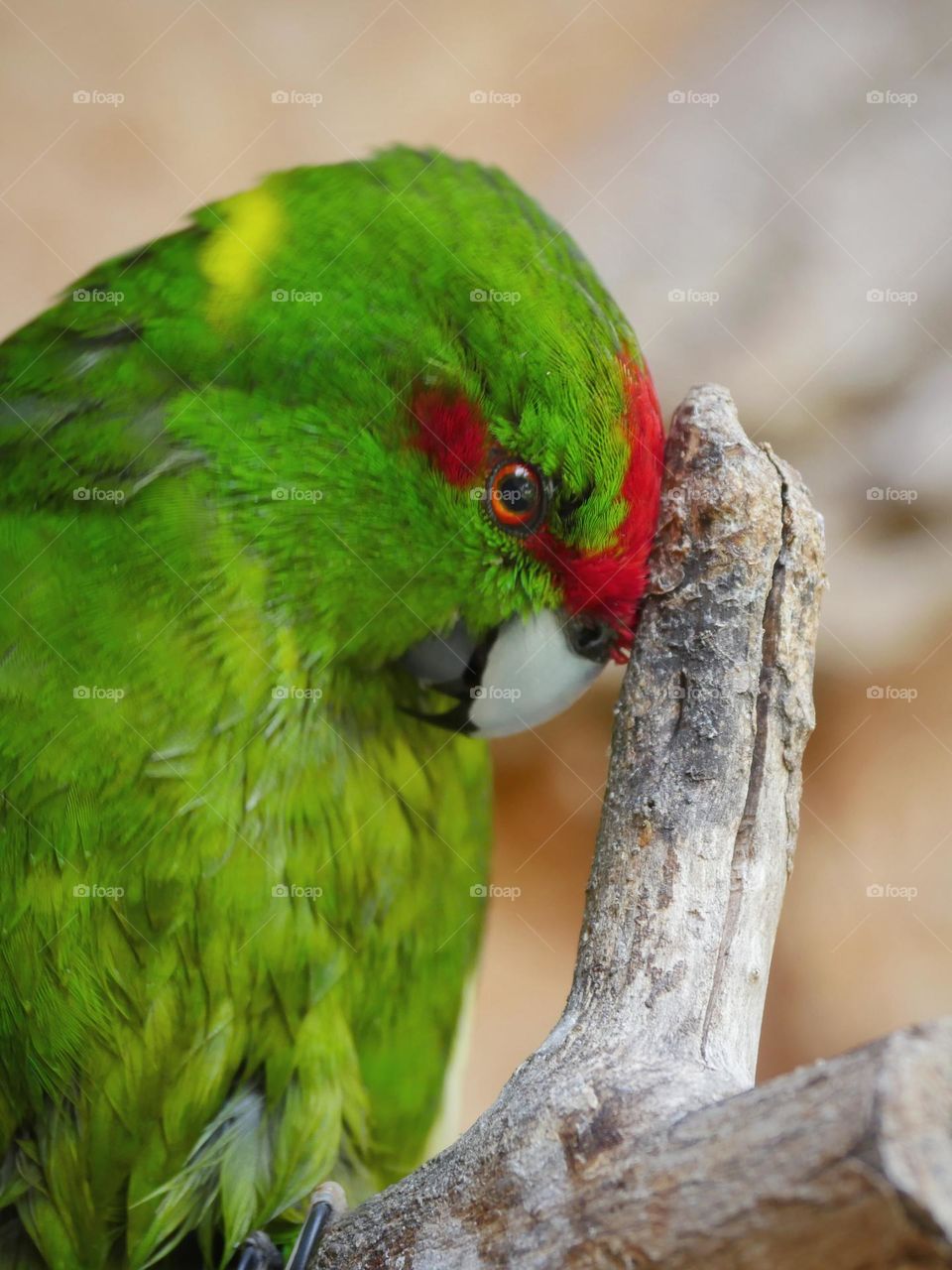 Kakariki parakeet