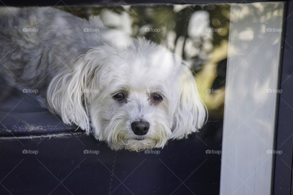 A dog waiting by the window for its master.