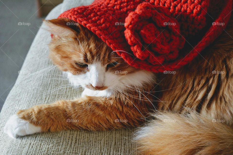 cat in red hat tie beautiful funny portrait