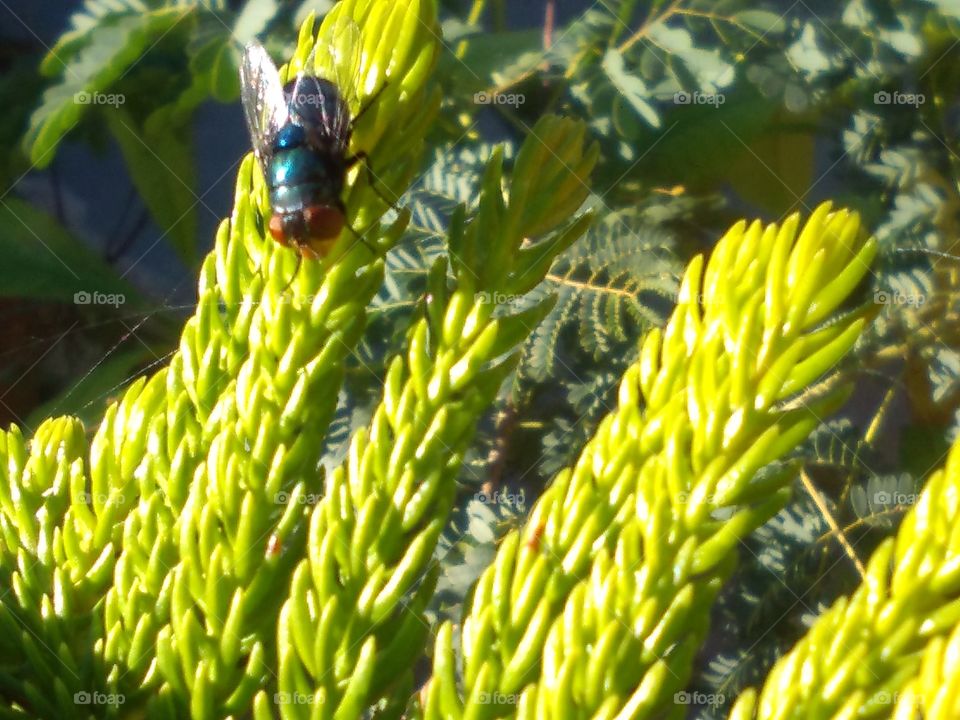 Upside Down Blue Fly