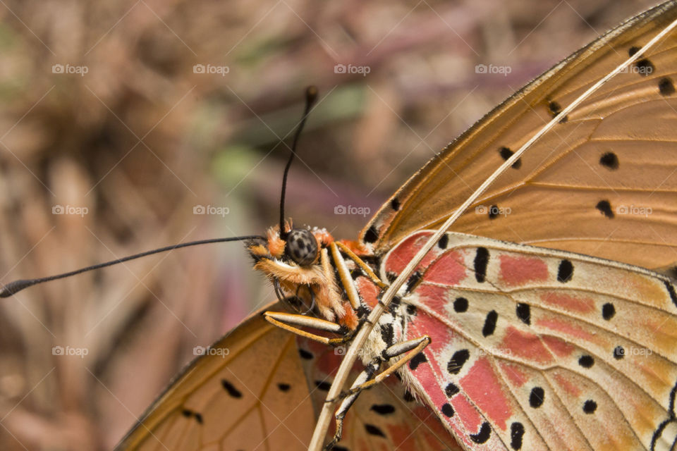 Butterfly close up clinging to a piece of grass