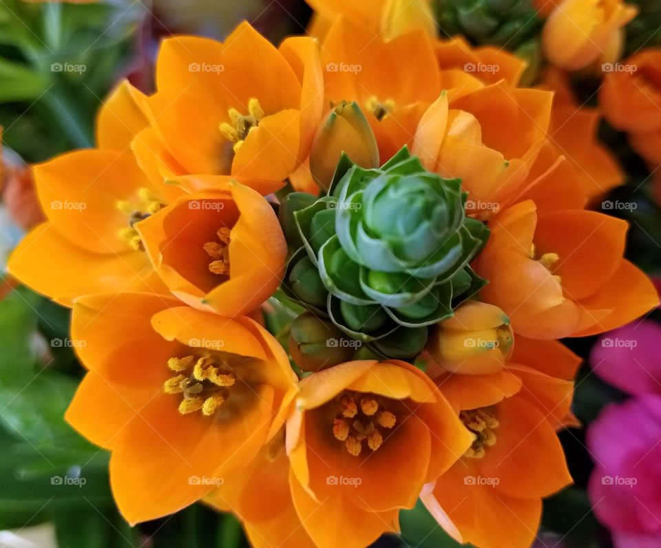 Orange Star Flower