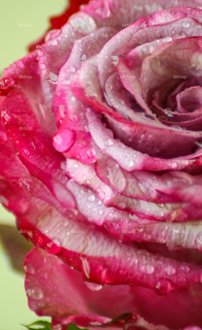 Rose Waterdrops Macro